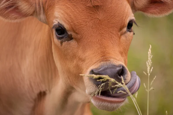 Banteng — Stok Foto