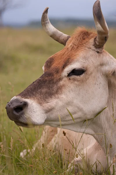 Vaca de pastoreo — Foto de Stock