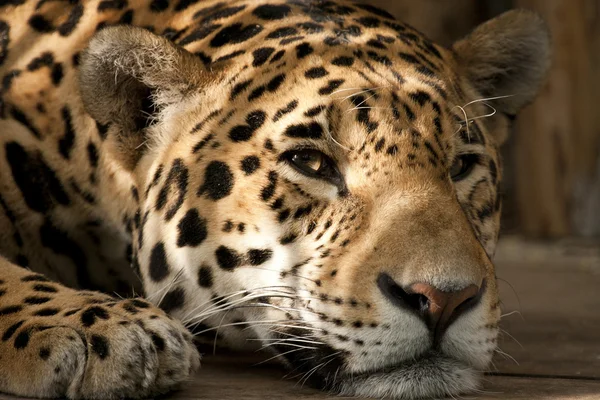 Leopard Stockbild