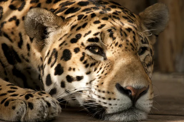 Leopardo Imagen De Stock