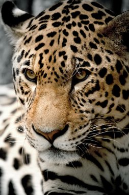 leopar