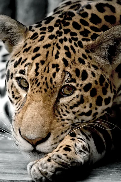 Leopardo — Foto de Stock