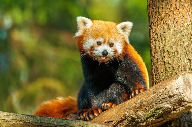 Red panda doğada
