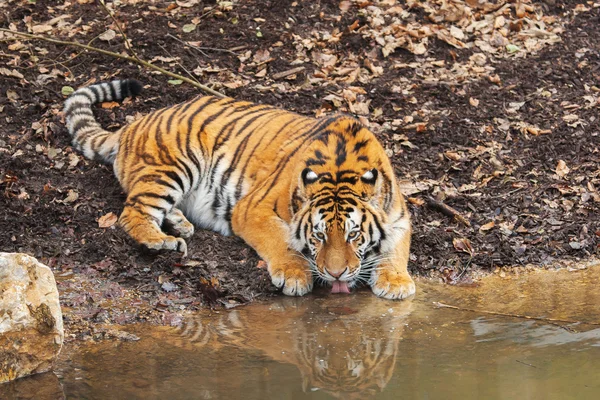 Tigre de Amur — Foto de Stock