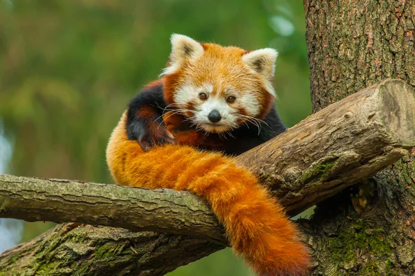 Panda vermelho na natureza — Fotografia de Stock