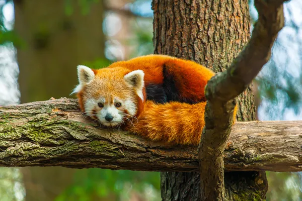 Rode panda in de natuur — Stockfoto