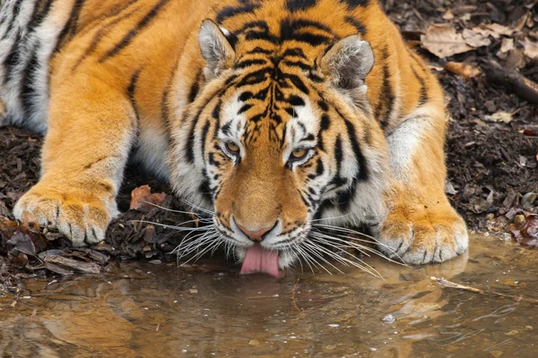 Amur Tiger lizenzfreie Stockfotos