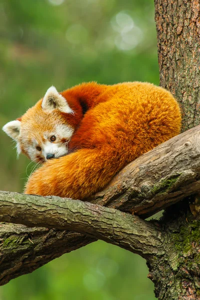 Roter Panda in der Natur Stockbild