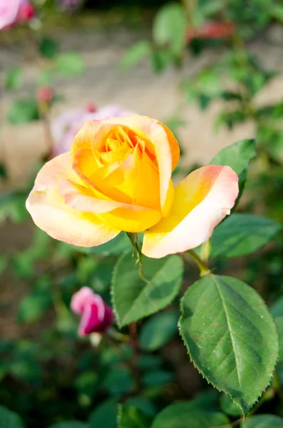 Flor de rosa — Foto de Stock