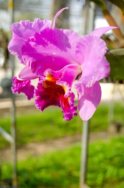 Orchidee, cattleya orchidee — Stockfoto