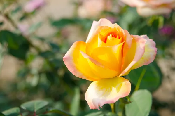 Flor de rosa — Foto de Stock