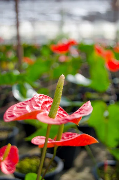 Kwiat Anthurium — Zdjęcie stockowe