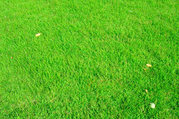 Green grass background — Stock Photo, Image