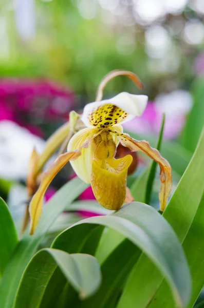 Paphiopedilum orquídea — Foto de Stock