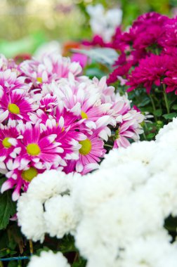 Kasımpatı çiçeği