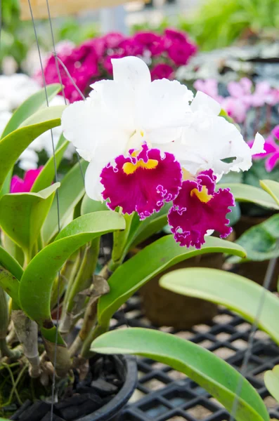 Orquídea de Cattleya — Foto de Stock