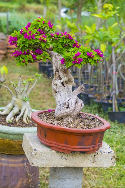 Bonsai
