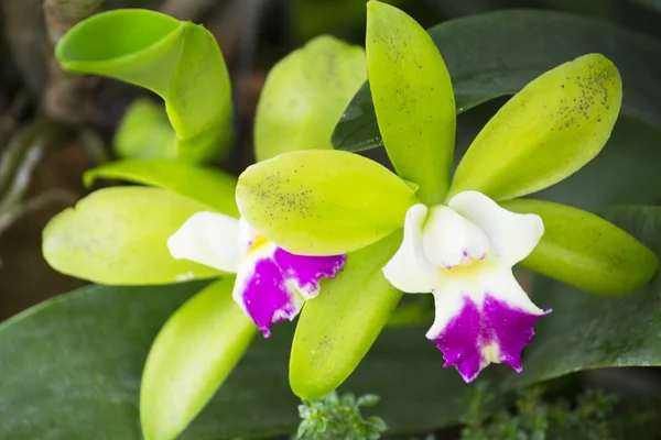 Cattleya orkide — Stok fotoğraf