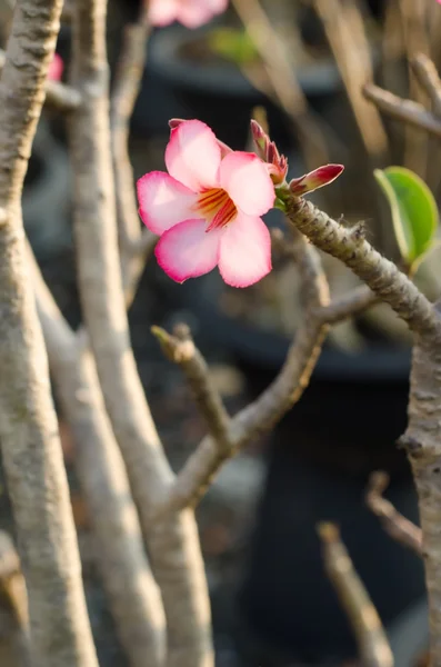 Flor de Adenium — Fotografia de Stock