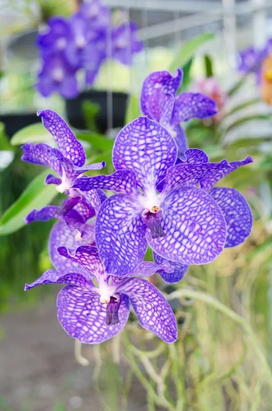 Orquídeas de Vanda — Foto de Stock