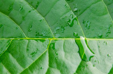 yeşil yapraklar arkaplan