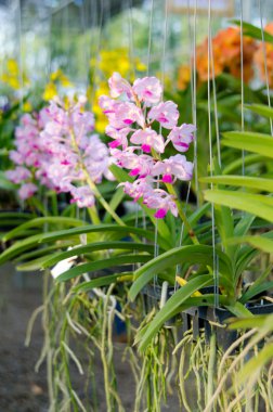 Ascocentrum Orkidesi