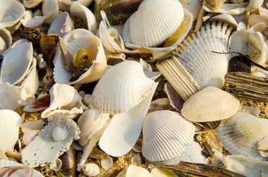 Kabuklu deniz hayvanı.