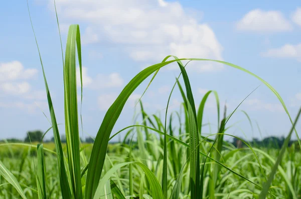 şeker kamışı alan