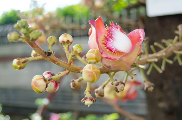 Canonball の花 — ストック写真