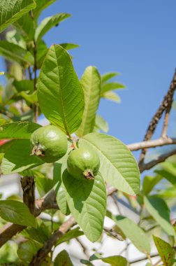 Psidium guajava Linn