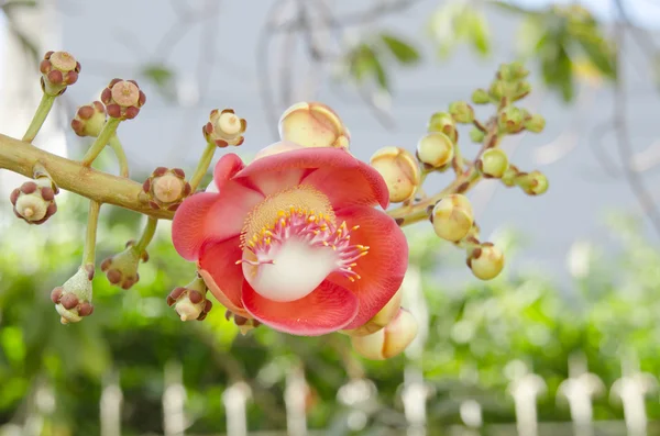 Kanonenkugelblume — Stockfoto