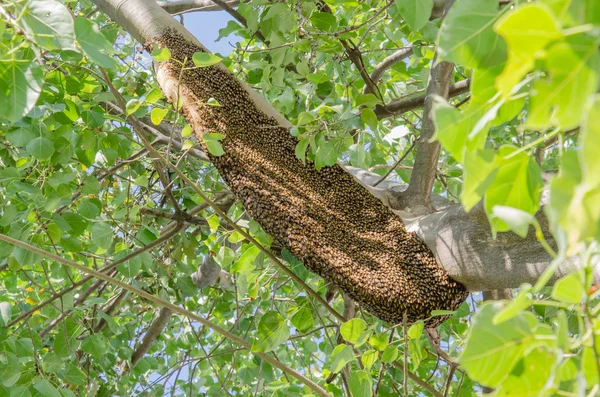 Honungskaka på träd — Stockfoto