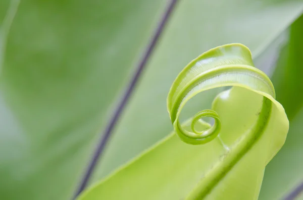 Feuilles de plantes vertes — Photo