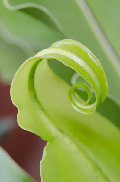 Folhas de plantas verdes — Fotografia de Stock