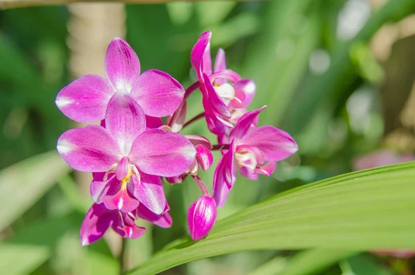 Ground orchidea — Zdjęcie stockowe