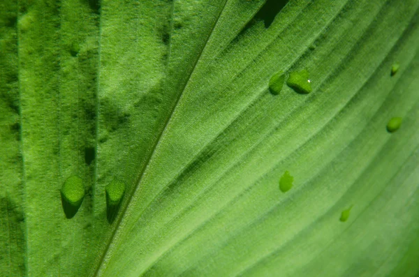 Hojas verdes — Foto de Stock