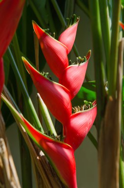 heliconia (heliconia stricta)