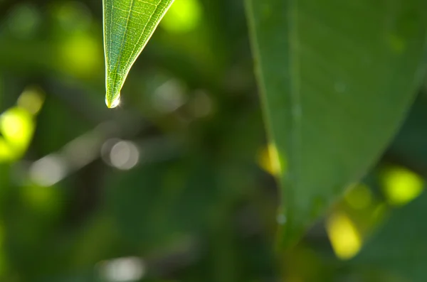 Gota de lluvia sobre hojas verdes — Foto de Stock