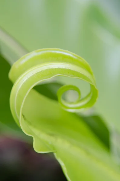 Feuilles de plantes vertes — Photo