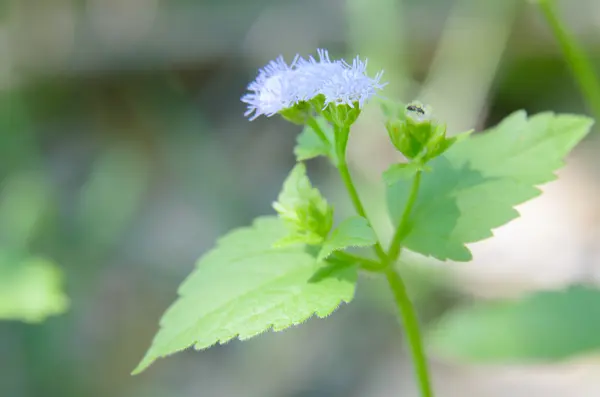 Fiore viola erba — Foto Stock