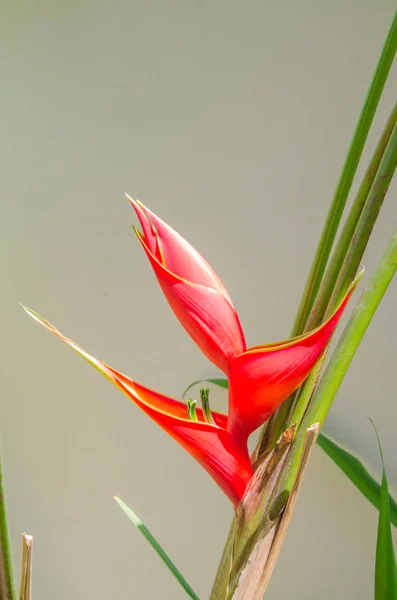 Heliconia (heliconia αυστηρή ασφάλεια) — Φωτογραφία Αρχείου