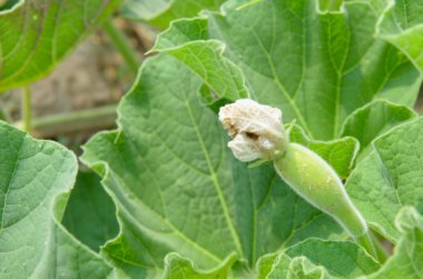 Benincasa hispida