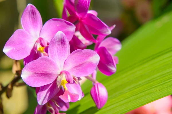 Paarse orchid — Stockfoto