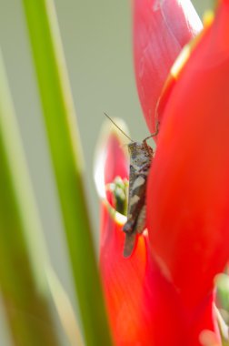 üzerinde kırmızı heliconia çekirge