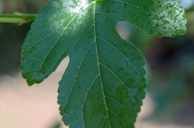 yeşil bitki yaprağı