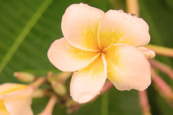 Plumeria flower — Stock Photo, Image