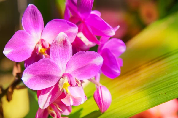 Flor vintage, orquídea molida — Foto de Stock