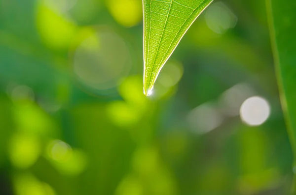 A zöld levelek csepp eső — Stock Fotó