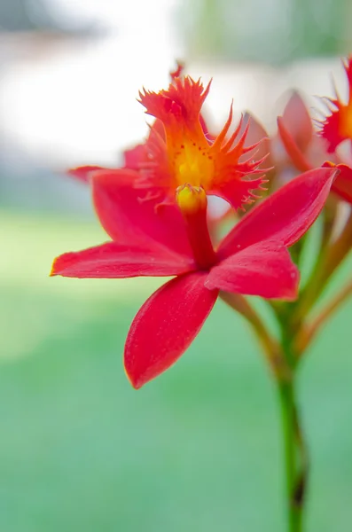 Flor de orquídea roja —  Fotos de Stock