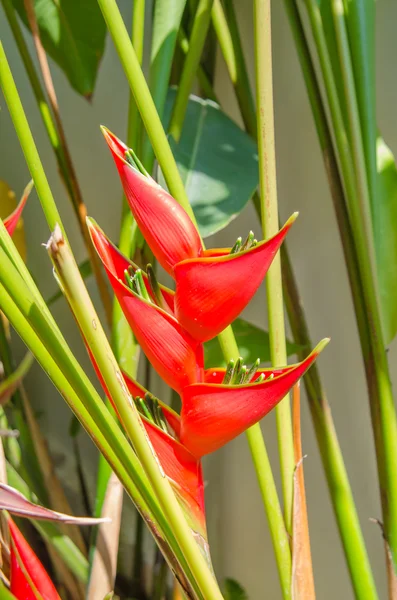 Heliconia(Heliconia stricta) —  Fotos de Stock